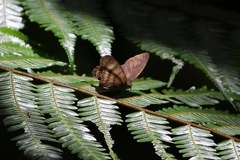 Cissia