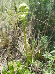 Valeriana dioica sylvatica