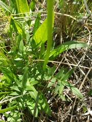 Valeriana dioica sylvatica