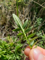 Valeriana dioica sylvatica