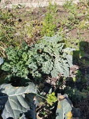 Brassica oleracea acephala