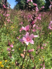 Sidalcea campestris