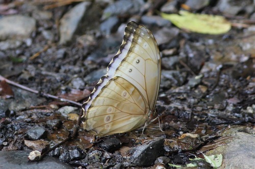 Morpho godartii