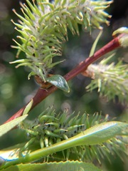 Salix boothii