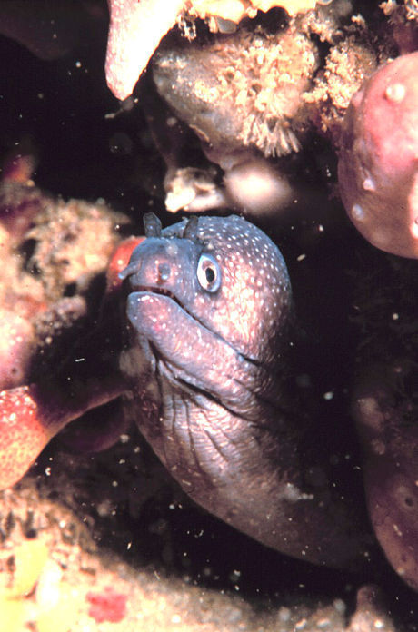 Polygon Moray