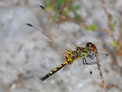 Celithemis ornata