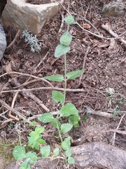 Clinopodium vulgare subsp. arundanum image
