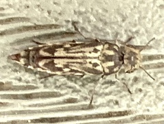 Yakuhananomia bidentata
