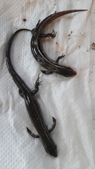 Oligosoma
