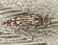 Yakuhananomia bidentata