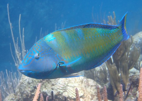 Puddingwife Wrasse