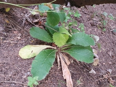 Primula vulgaris image