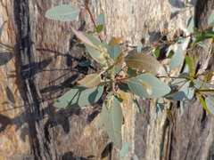 Eucalyptus