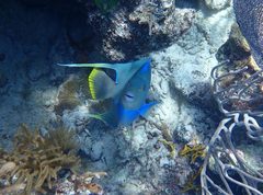 Holacanthus bermudensis