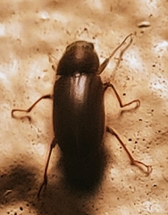 Pelonomus obscurus