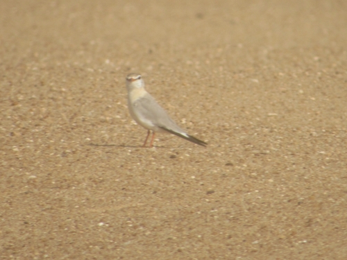 Grey Pratincole (Glareola cinerea), photo 5