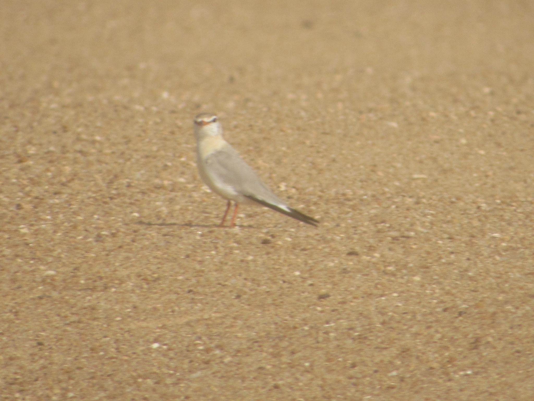 Grey Pratincole (Glareola cinerea), photo 1