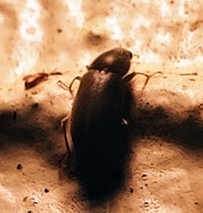 Pelonomus obscurus