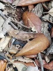 Spharagemon crepitans