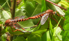 Diogmites crudelis