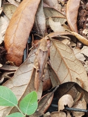 Spharagemon crepitans