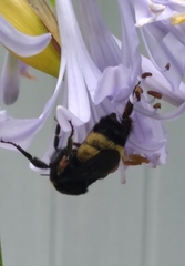 Bombus pensylvanicus image