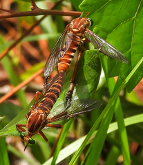 Diogmites crudelis