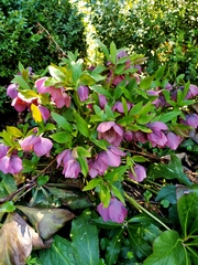 Helleborus purpurascens