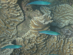 Pterocaesio trilineata