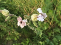 Microbotryum lychnidis-dioicae