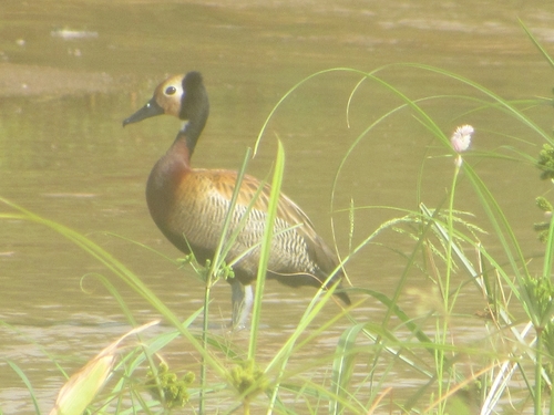 White-faced Whistling-Duck