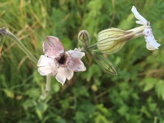 Microbotryum lychnidis-dioicae