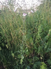 Microbotryum lychnidis-dioicae