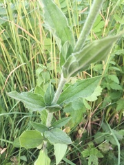 Microbotryum lychnidis-dioicae