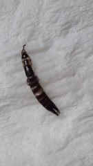 Anisolabis littorea