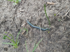 Scolopendra viridis