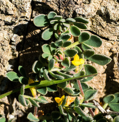 Acmispon wrangelianus