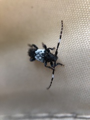 Pogonocherus hispidulus