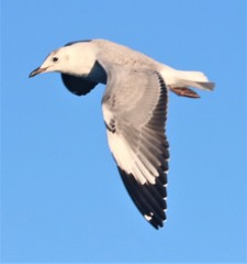 Hartlaub's Gull photo 2