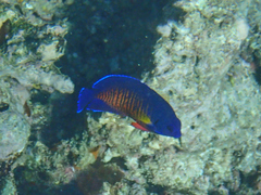 Centropyge bispinosa