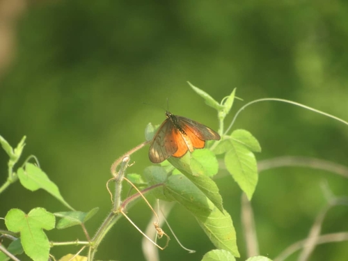 Westwood's Acraea