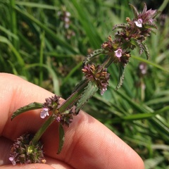 Stachys agraria