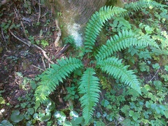 Polystichum × luerssenii