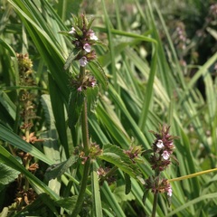 Stachys agraria