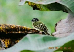 Tolmomyias sulphurescens