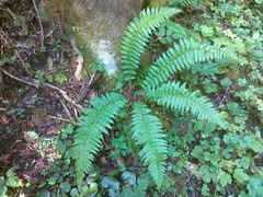 Polystichum × luerssenii