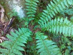 Polystichum × luerssenii