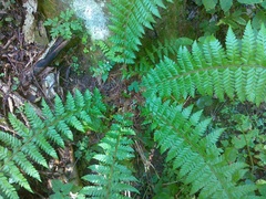 Polystichum × luerssenii