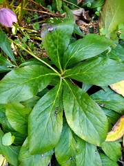 Helleborus purpurascens