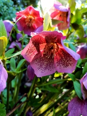 Helleborus purpurascens